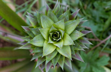 Fototapeta premium Top View of Pineapple Fruit with Selective Focus in Horizontal Orientation, Perfect for Wallpaper and Background