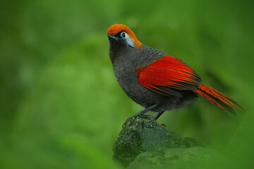 Red-tailed laughingthrush (Trochalopteron milnei), with beautiful green colored background. Colorful rare bird with red feather sitting on the stone in the forest. Wildlife scene from nature, China