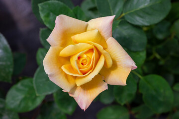 single yellow rose