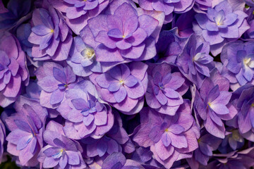 blue hydrangea flower background