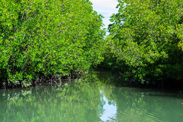 Mangrove forest topical rain forest for use background in Thailand - 355906787