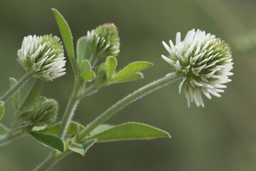 un bel gruppo di colorati fiori di montagna