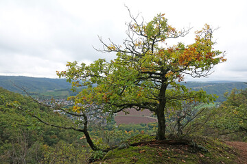 Fototapeta na wymiar Baum am Rotenfels