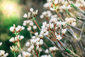 Plumeria or Frangipani flowers are white flowers blooming on the tree, with the sun shining and the natural background