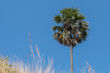 Palmyra Palm or Sugar Palm tree against blue sky background,copy space - 355906944