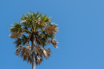 Palmyra Palm (Sugar Palm) against blue sky background,copy space - 355906972
