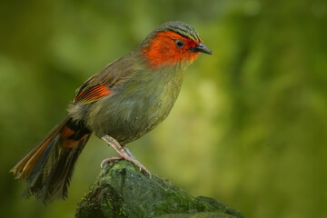 Scarlet-faced liocichla (Liocichla ripponi), with beautiful green colored background. Colorful rare bird with red feather sitting on the stone in the forest. Wildlife scene from nature, China