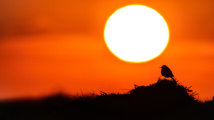 Yellow wagtail (Motacilla flava), with beautiful yellow coloured background. Colorful bird with grey feather sitting on the manure. Wildlife scene from nature, Czech Republic
