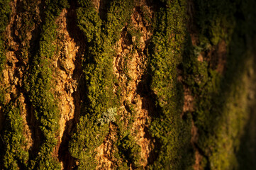 Texture of tree bark.