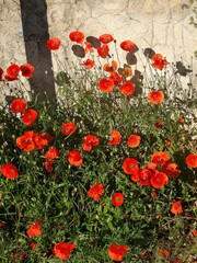 Fototapeta na wymiar red poppies in a garden