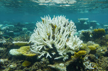Naklejka na ściany i meble coral reef with white stony coral in tropical sea 