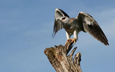 Black-shouldered kite perched on a branch
