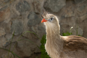 Portrait of red-legged seriema. (Cariama cristata) is a large South American bird, one of the two members of the family Seriema family and the only representative of the genus Cariama.