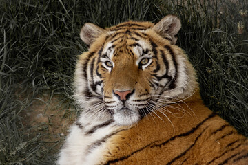 Portrait of an Indian tiger lying in the grass. 