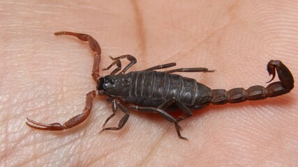 scorpion (Lychas Tricarinatus)  on hand