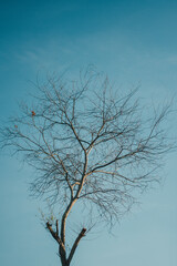 dead tree on blue sky