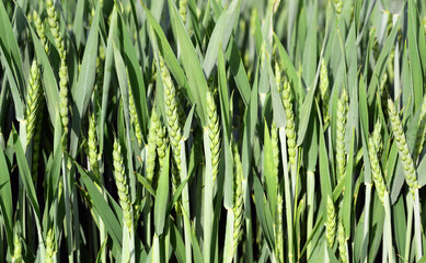 Background and texture of a green wheat field in spring, taken from the side