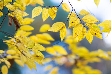黄色い葉　