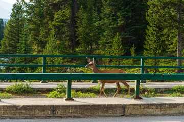 wild animal inside Jasper National Park, Alberta, Canada
