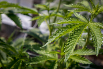 Cannabis Leaves with Morning Dew Drops