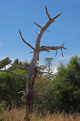 Wild natural southern California Landscape with a dead tree in the foreground in the coastal area between the ocean and the Santa Ynez mountains on a late spring day