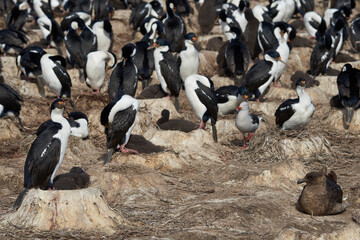 Large colony of Imperial Shag (Phalacrocorax atriceps albiventer) on Bleaker Island on the Falkland Islands. Old nests are from earlier years.