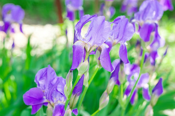 Iris Iris germanica Dark Purple Bloom. selective focus, natural flowers in the garden