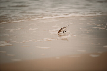 Sandpiper on the seashore