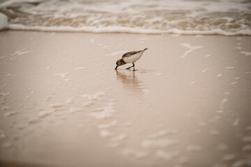 Sandpiper on the seashore