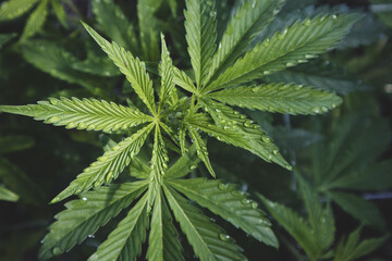 Fototapeta na wymiar Cannabis Leaves with Morning Dew Drops