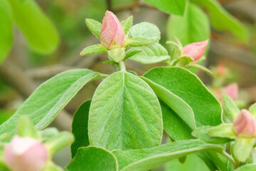 flowering of the fruit tree quince on a natural background