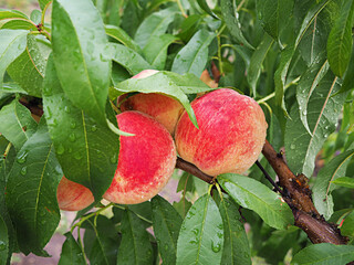 Branch of peach tree close up