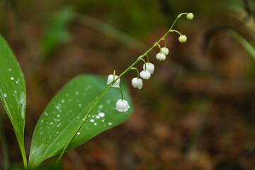 lily of the valley in the forest after rain. raindrops on a leaf in the forest