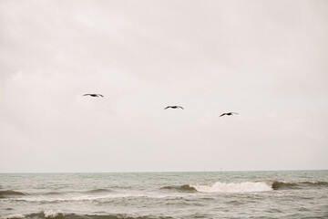 Flying Pelicans against the sky