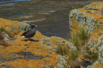 Female Kelp Goose (Chloephaga hybrida malvinarum) on a lichen covered cliff on Bleaker Island in the Falkland Islands.