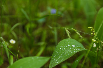 Fototapeta na wymiar lily of the valley in the forest after rain. raindrops on a leaf in the forest
