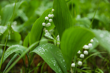 lily of the valley in the forest after rain. raindrops on a leaf in the forest