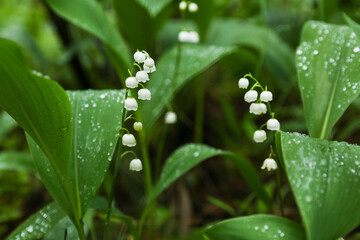 Obraz premium lily of the valley in the forest after rain. raindrops on a leaf in the forest