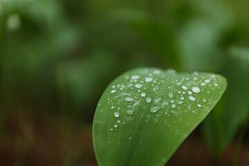 Fototapeta na wymiar lily of the valley in the forest after rain. raindrops on a leaf in the forest
