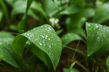 lily of the valley in the forest after rain. raindrops on a leaf in the forest