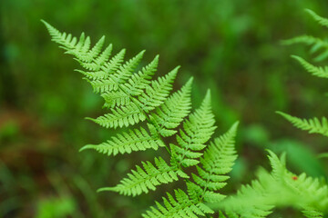 background of green fern in the forest close up with soft focus 