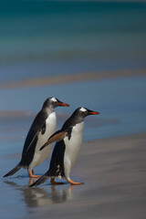 Naklejka premium Gentoo Penguins (Pygoscelis papua) coming ashore after a day spent feeding at sea. Bleaker Island in the Falkland Islands.