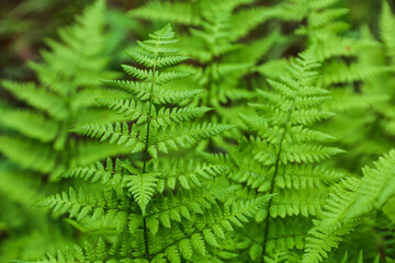 Fototapeta na wymiar background of green fern in the forest close up with soft focus 