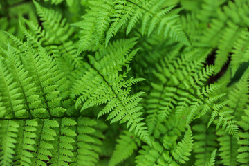 background of green fern in the forest close up with soft focus 