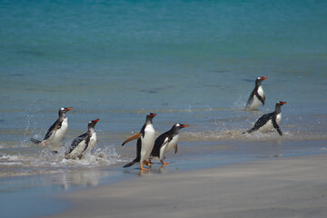 Gentoo Penguins (Pygoscelis papua) coming ashore after a day spent feeding at sea. Bleaker Island in the Falkland Islands.