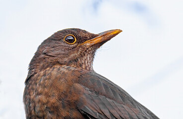 Amsel Porträt