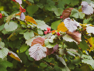Haselnuss 'Rotblättrige Zellernuss' (Corylus avellana) mit roten Blütenständen, rötlich...