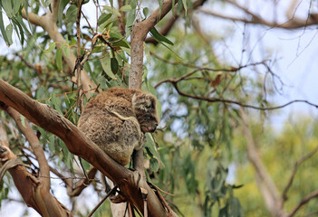 Wild Koala - Kenneth River, Victoria, Australia