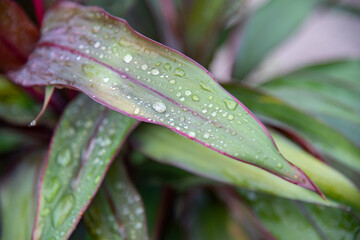 close up of leaves with water drops.