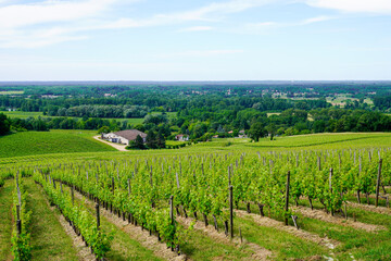 Fototapeta na wymiar Vineyards of Saint Emilion in summer french vinery